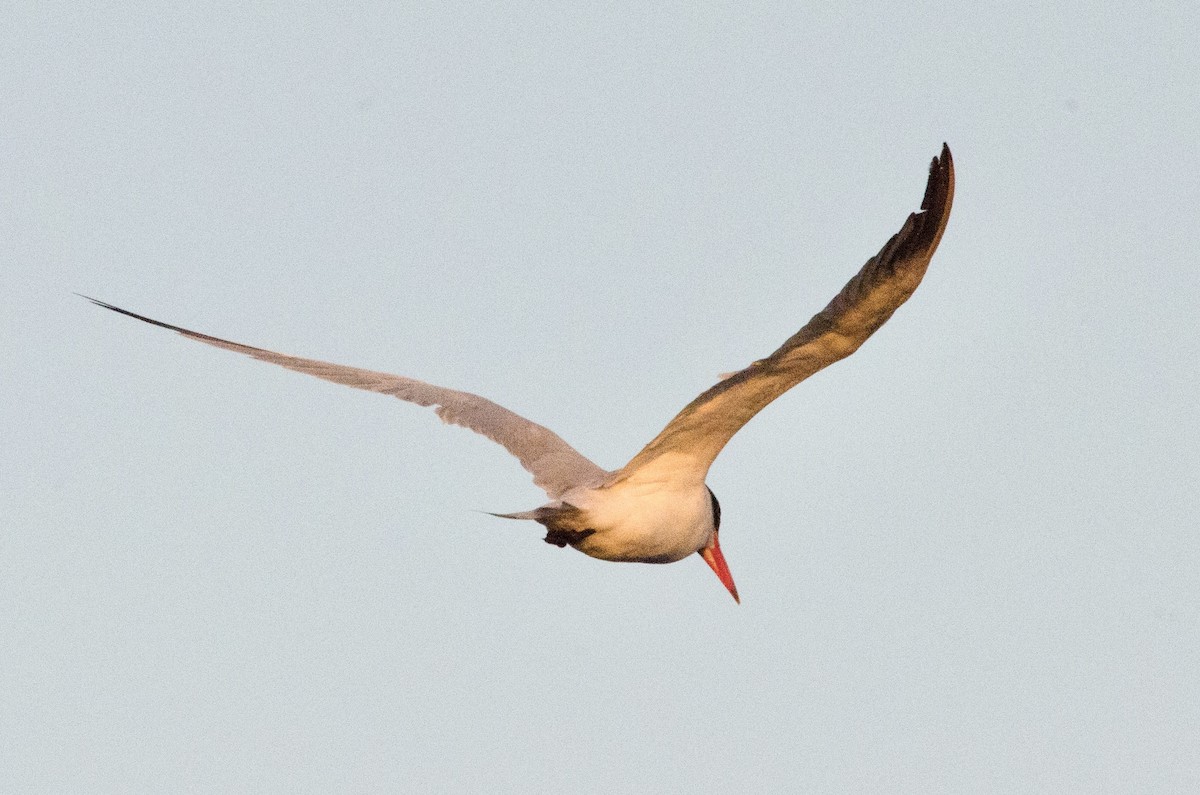 Charrán Real Americano - ML646159734