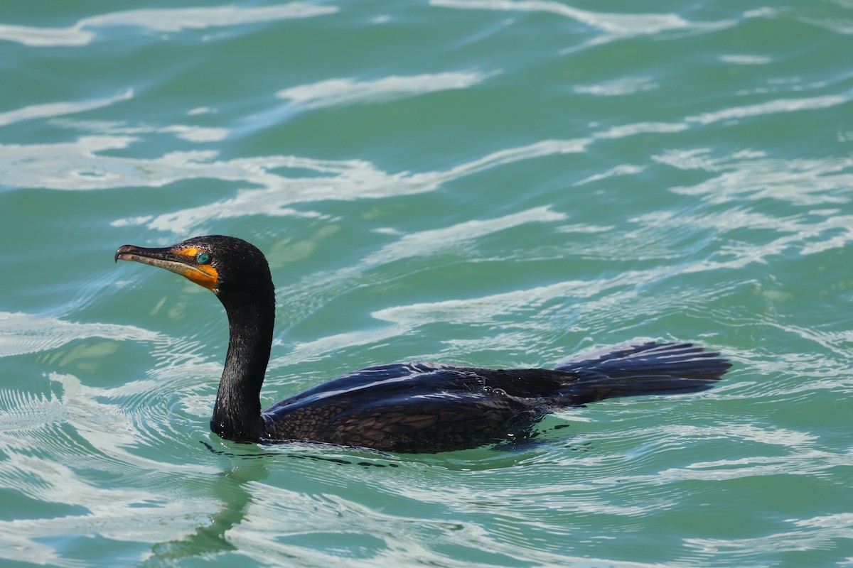 Double-crested Cormorant - ML646159735