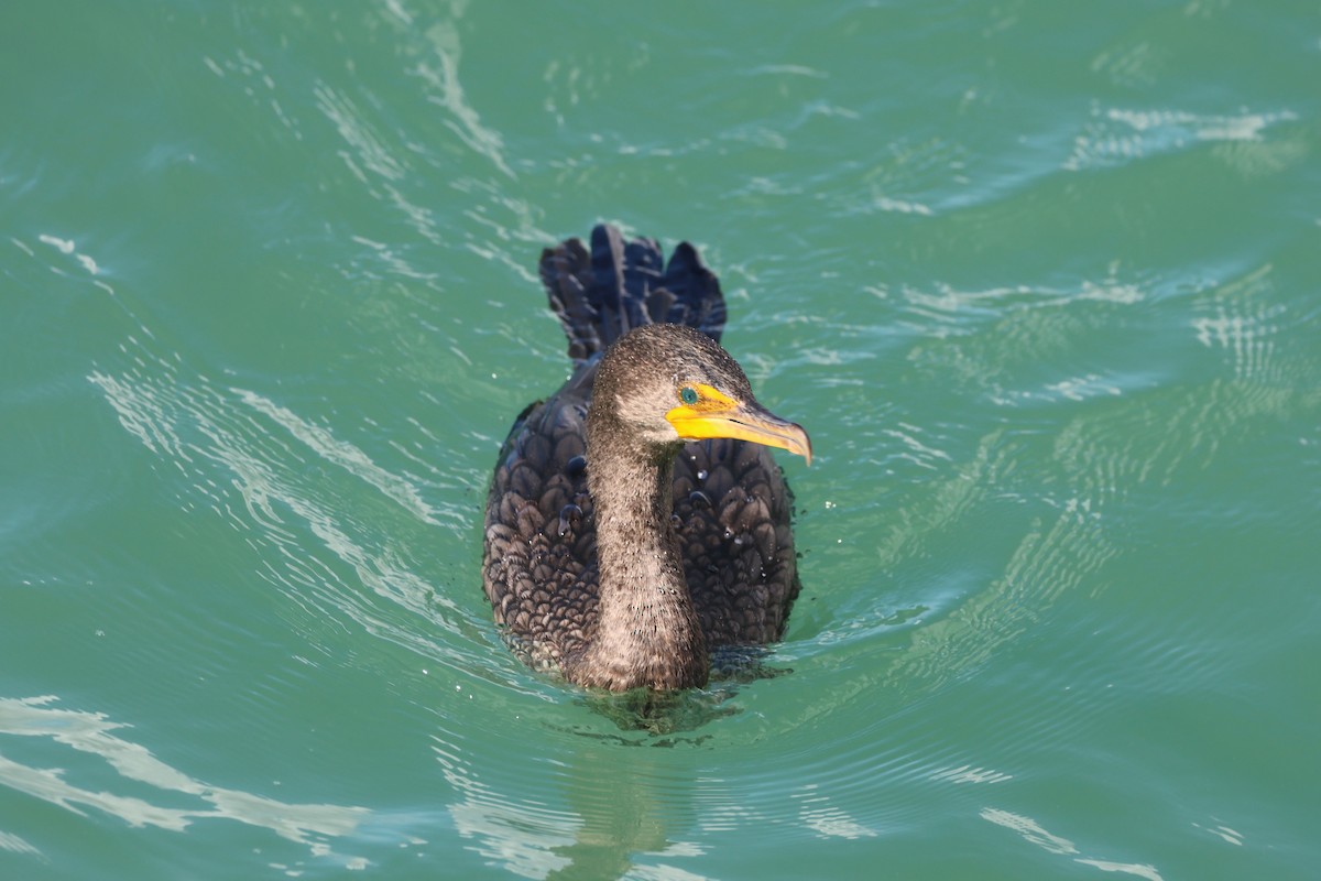 Double-crested Cormorant - ML646159736