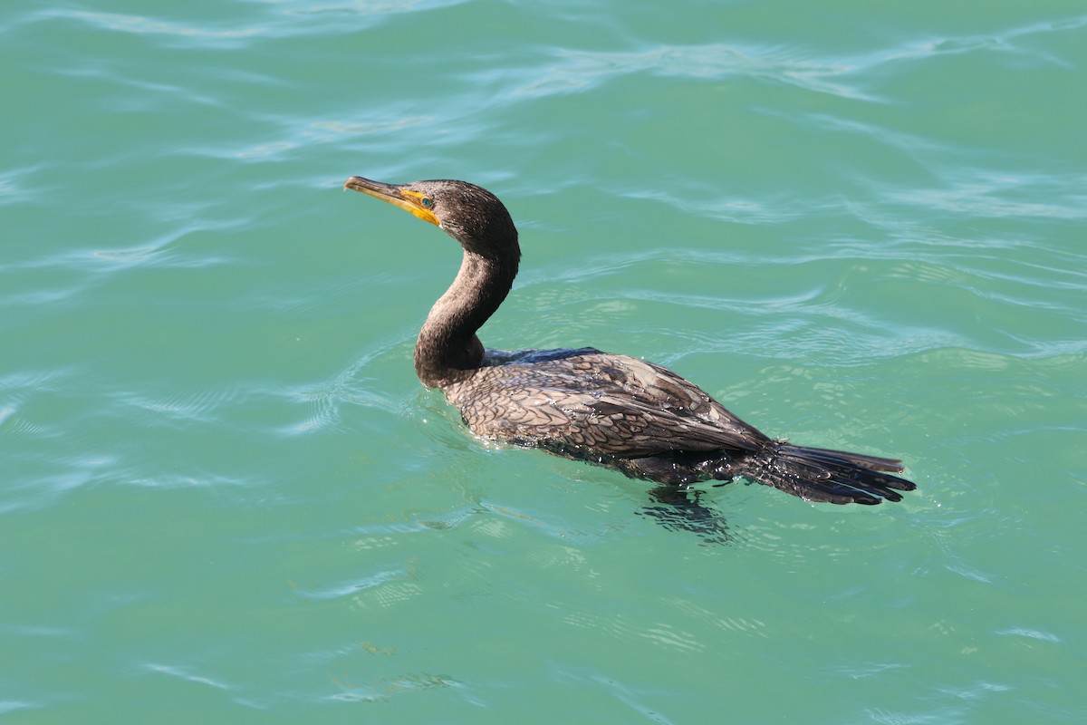 Double-crested Cormorant - ML646159737