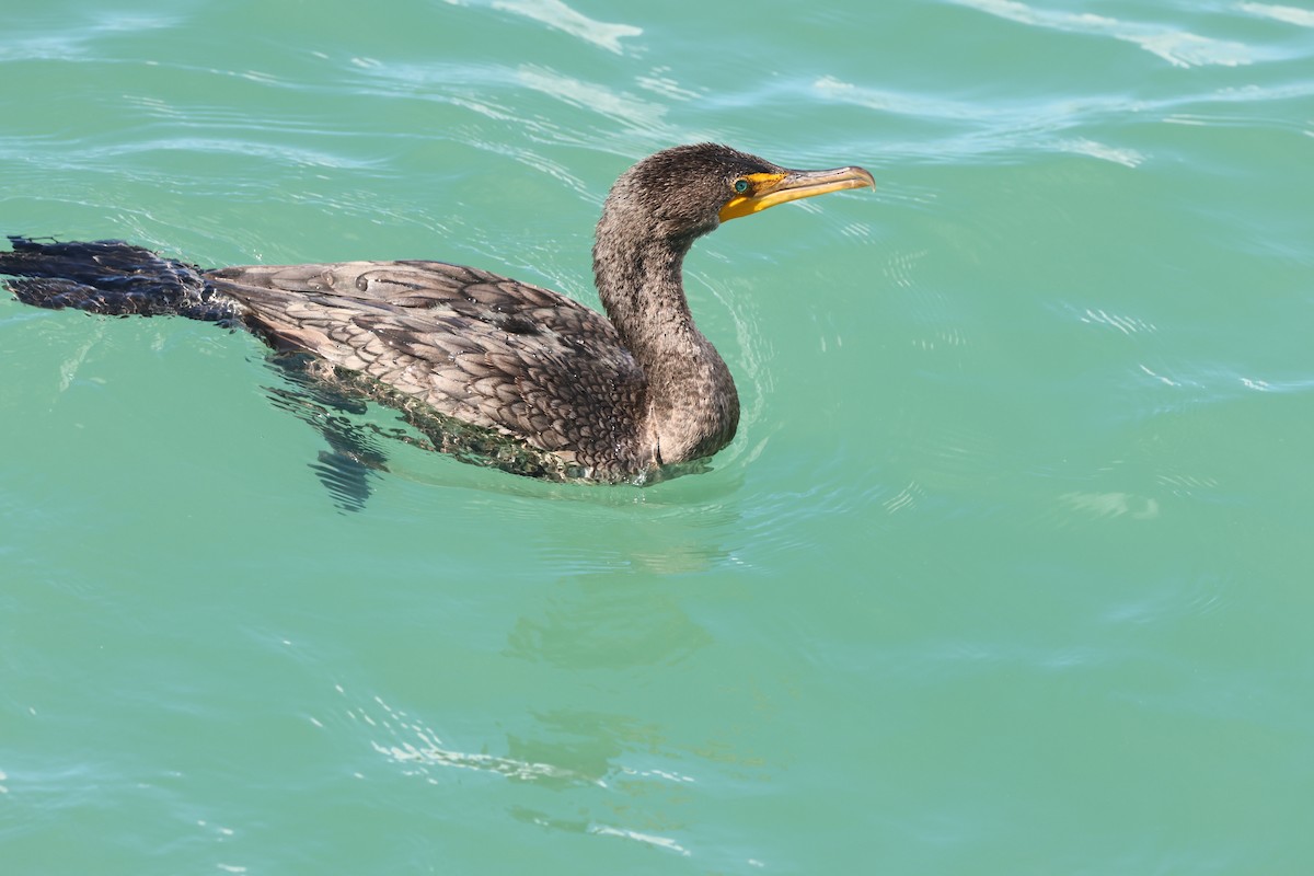 Double-crested Cormorant - ML646159738