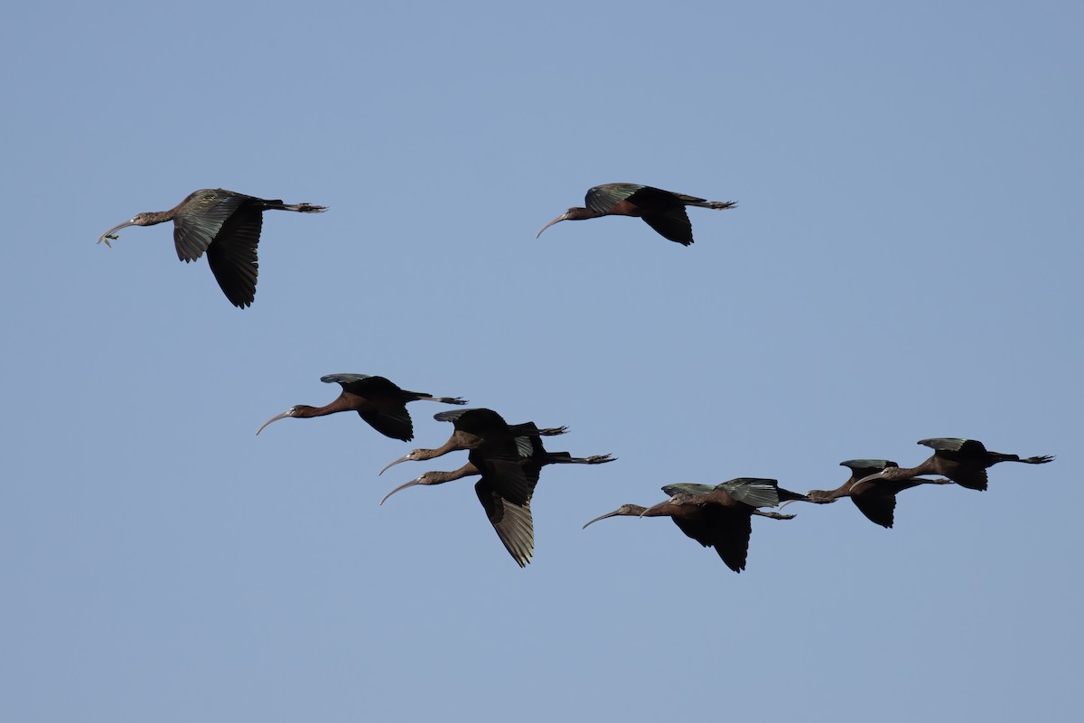 Morito Común - ML646159739