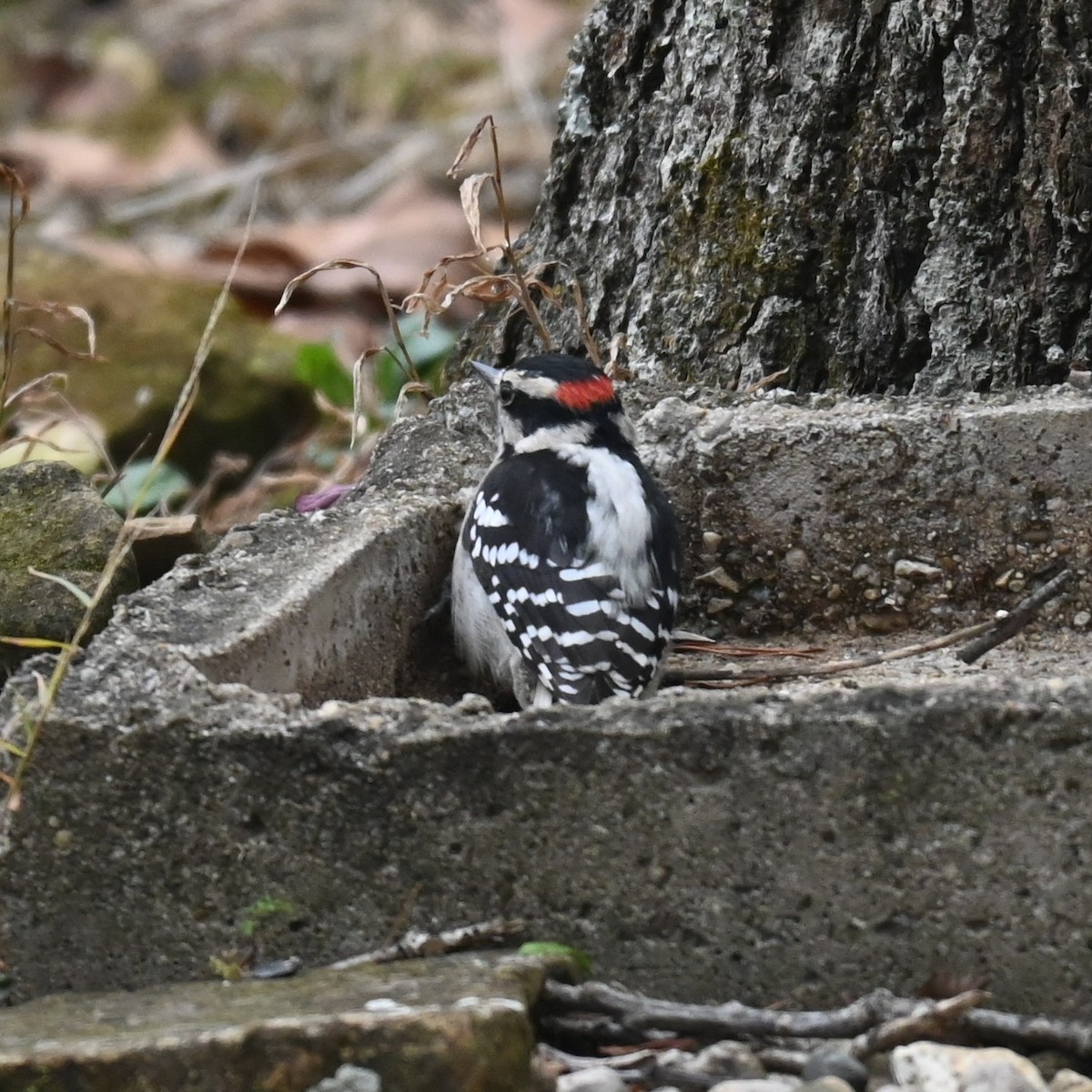 Pico Pubescente - ML646159743