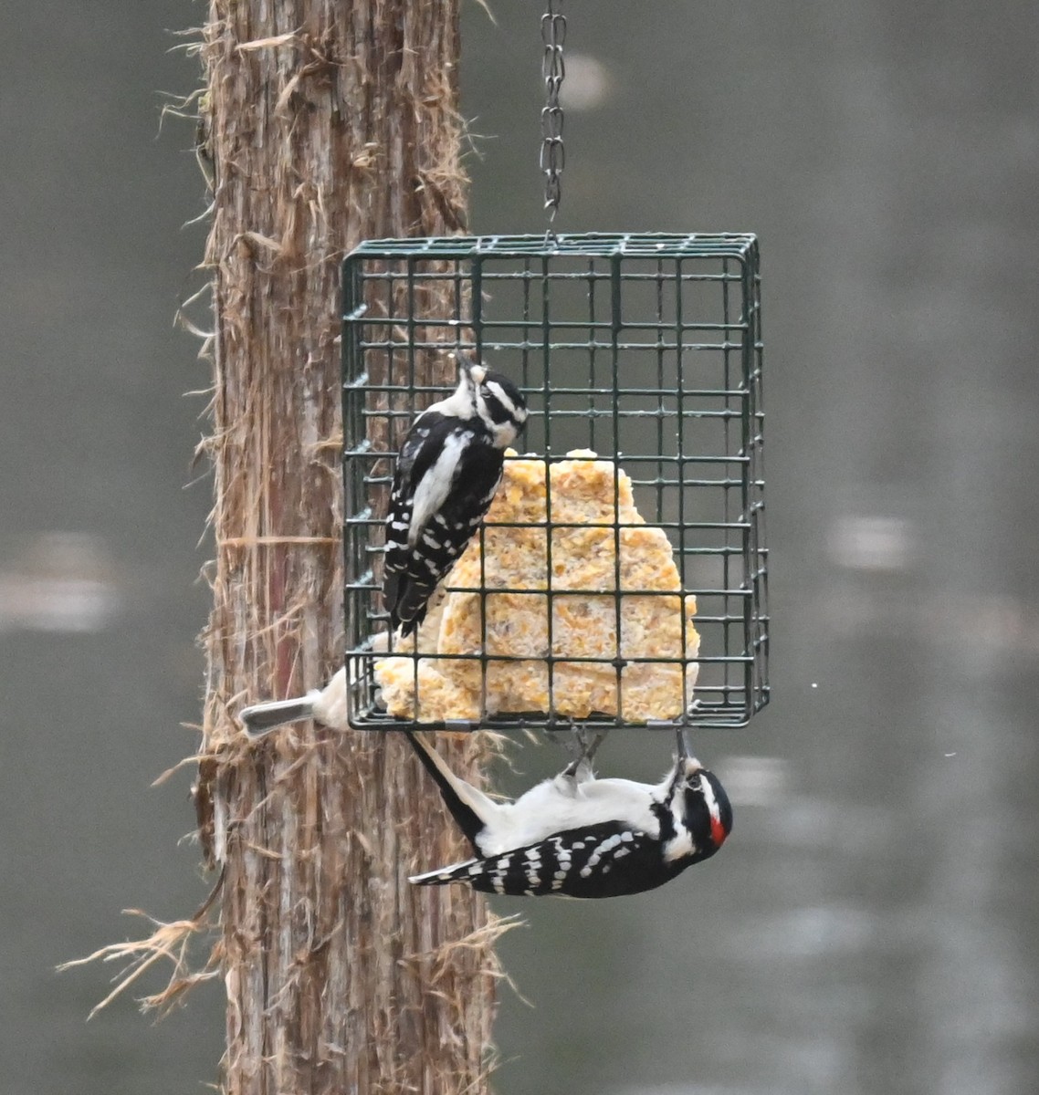 Pico Pubescente - ML646159744