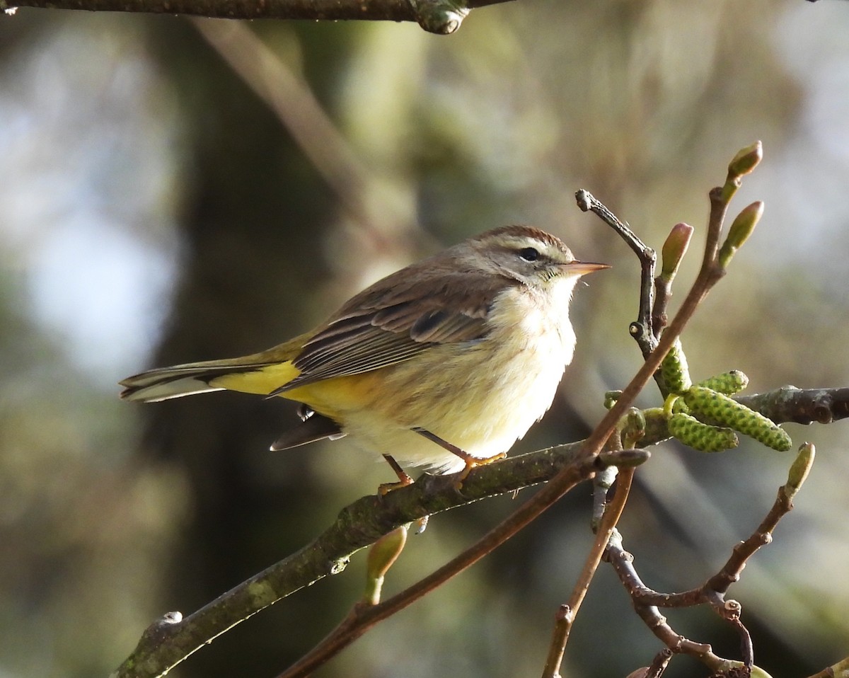 Palm Warbler - ML646159756
