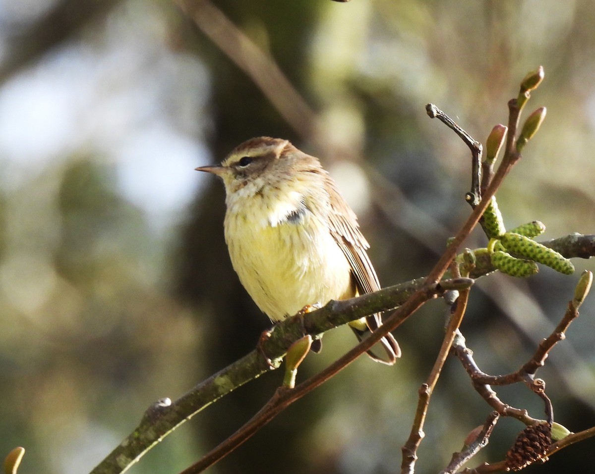 Palm Warbler - ML646159757