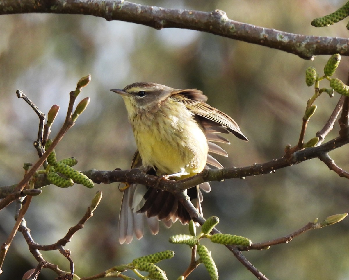 Palm Warbler - ML646159758