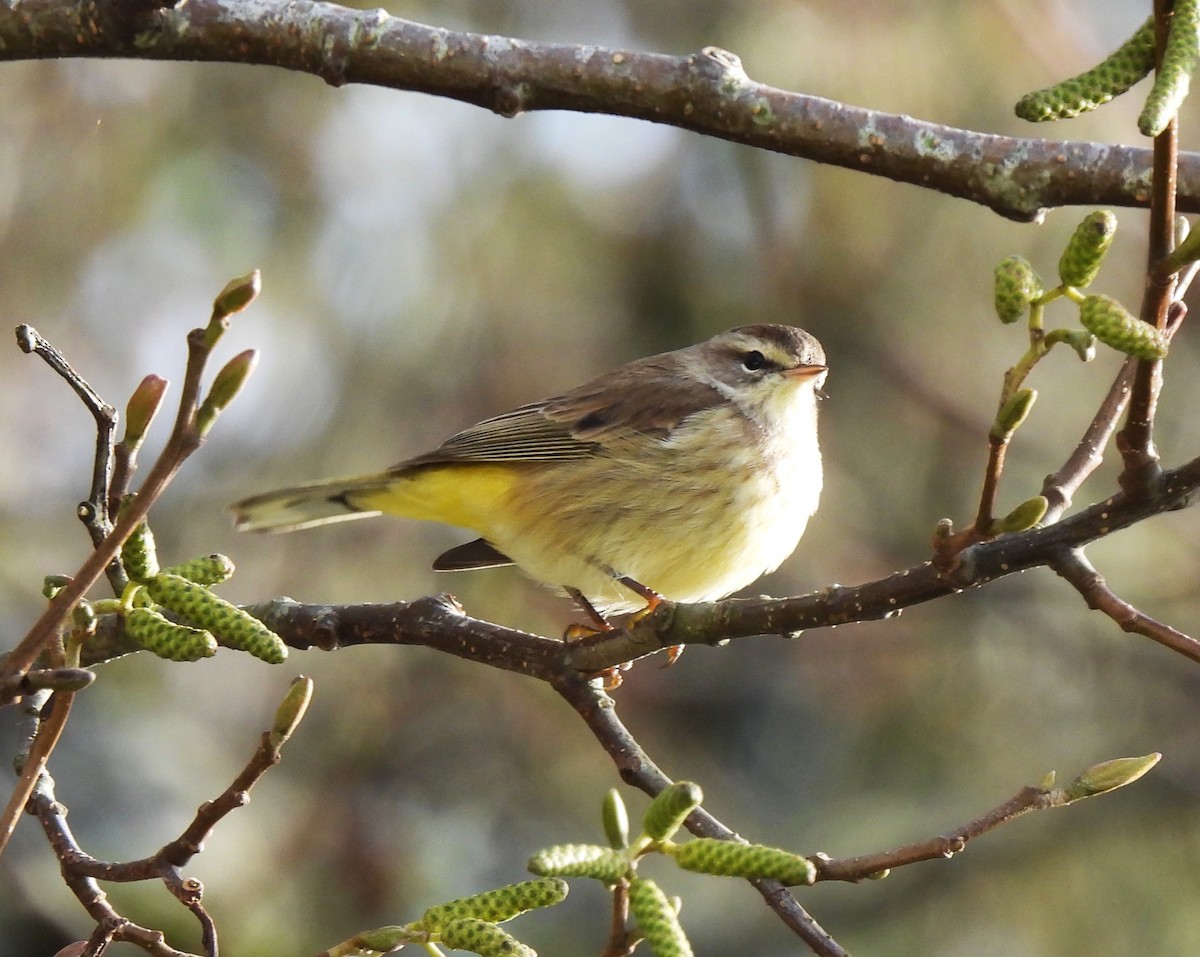 Palm Warbler - ML646159759