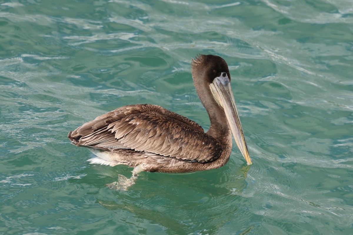 Brown Pelican - ML646159768