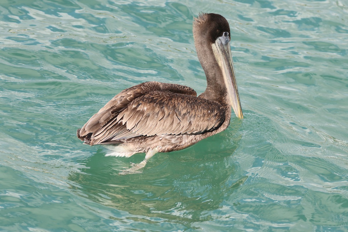 Brown Pelican - ML646159770