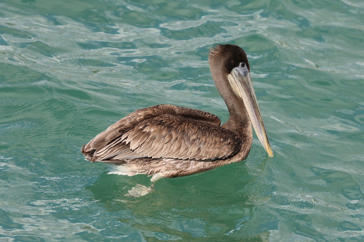 Brown Pelican - ML646159771