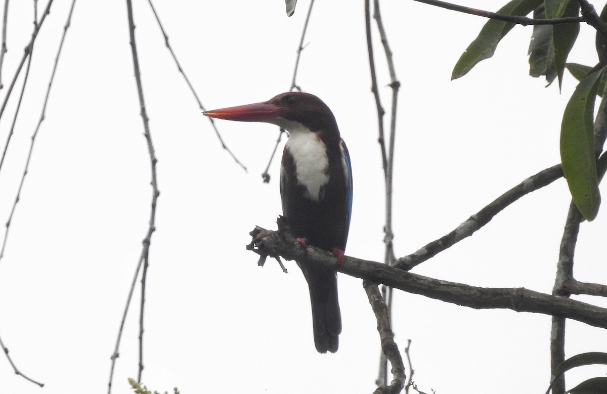 White-throated Kingfisher - ML646159772
