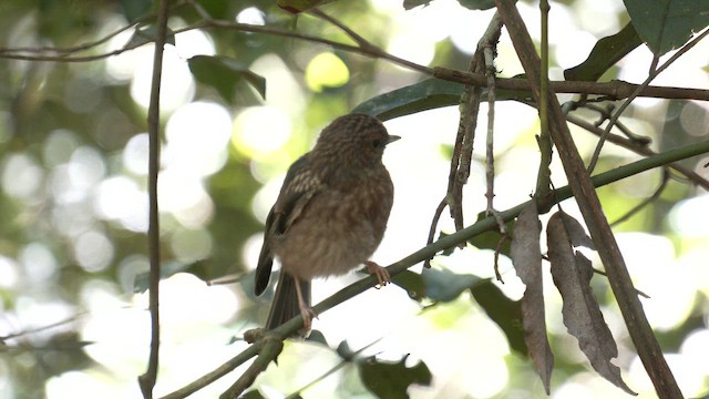 Королець жовтий - ML646159778