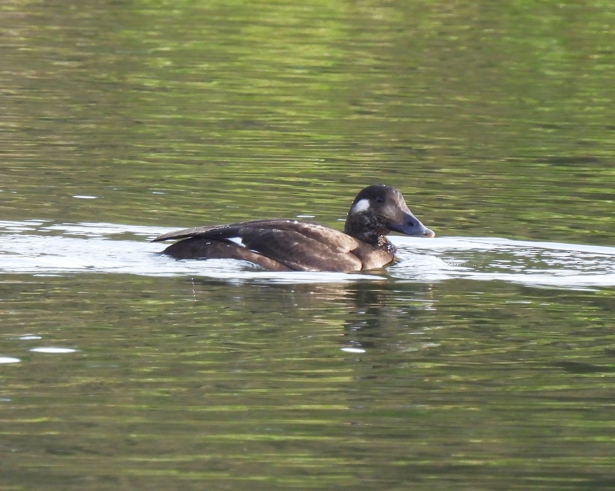 White-winged Scoter - ML646159781