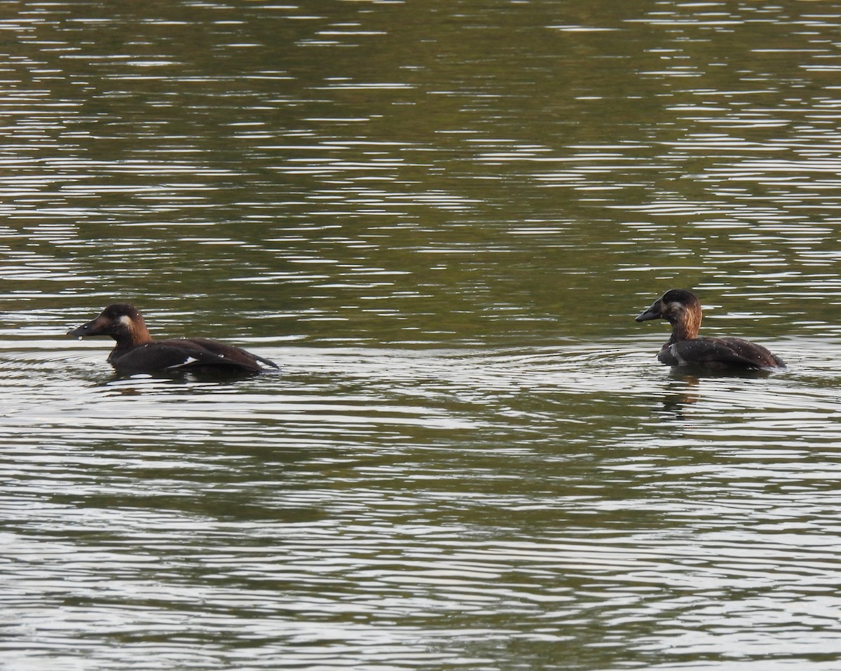 White-winged Scoter - ML646159782