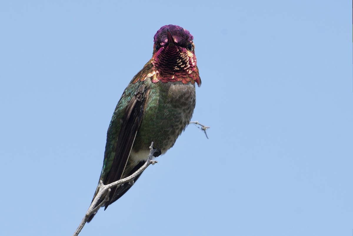 Colibri d'Anna - ML646159783