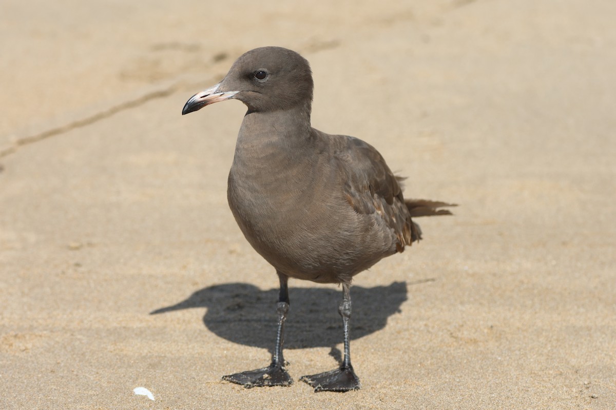 Goéland de Heermann - ML646159784
