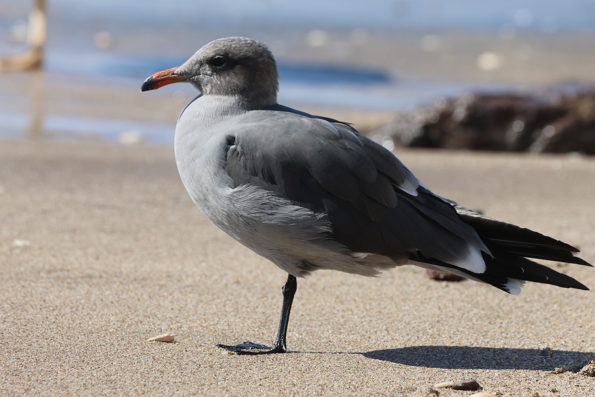 Goéland de Heermann - ML646159785