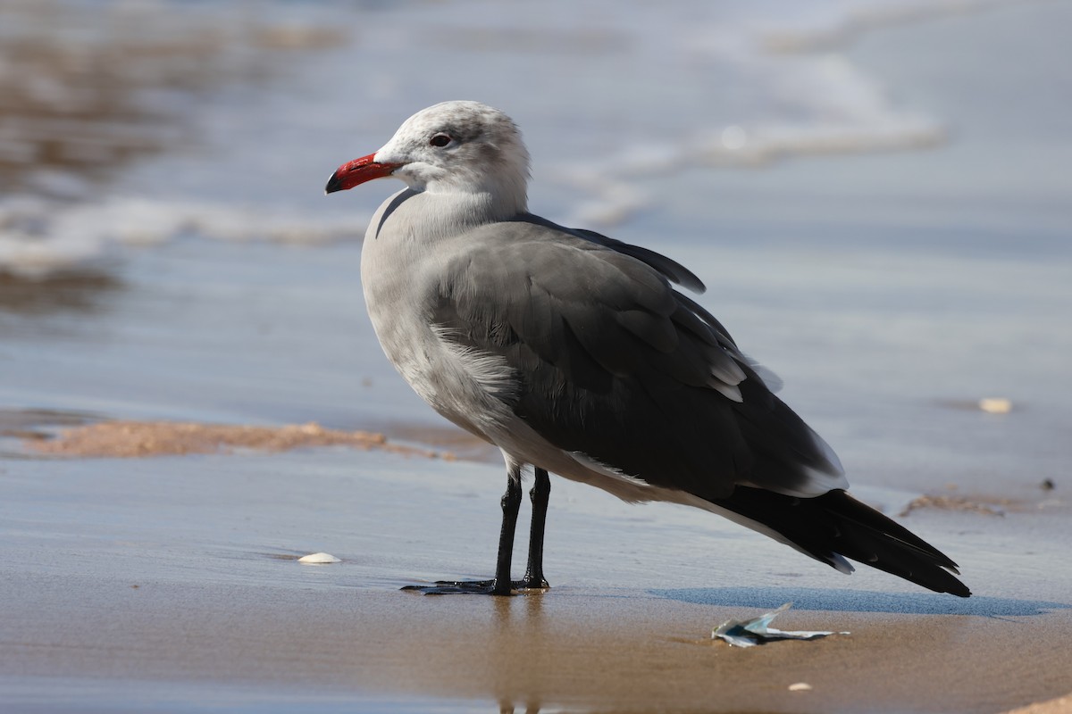 Goéland de Heermann - ML646159786