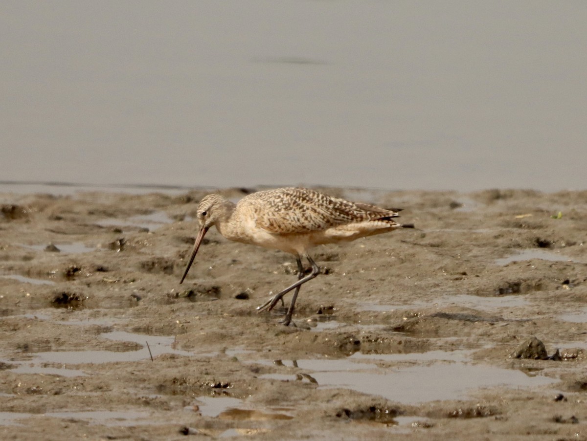 Barge marbrée - ML646159787
