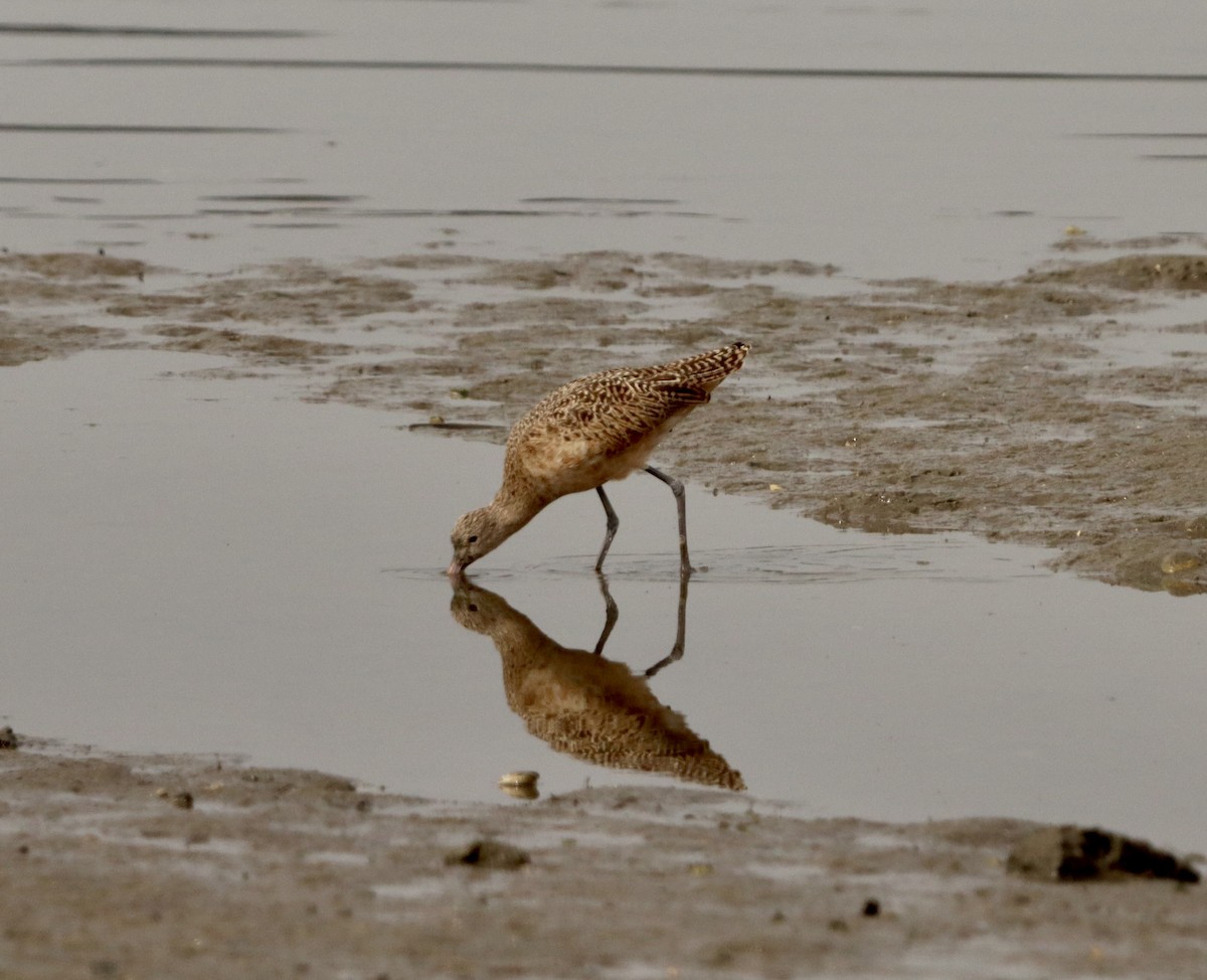 Barge marbrée - ML646159788