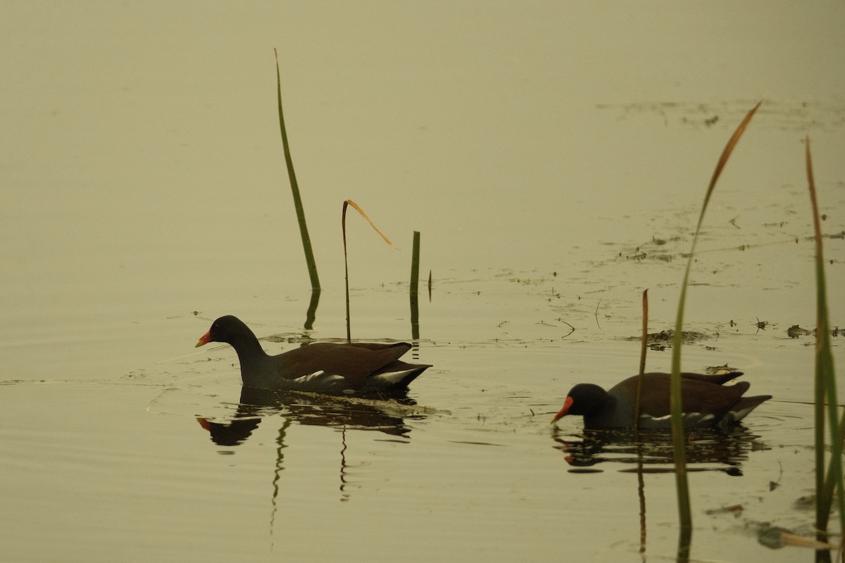 Gallinule d'Amérique - ML646159789