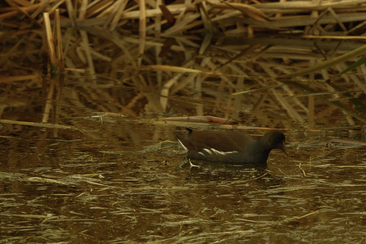 Gallinule d'Amérique - ML646159790