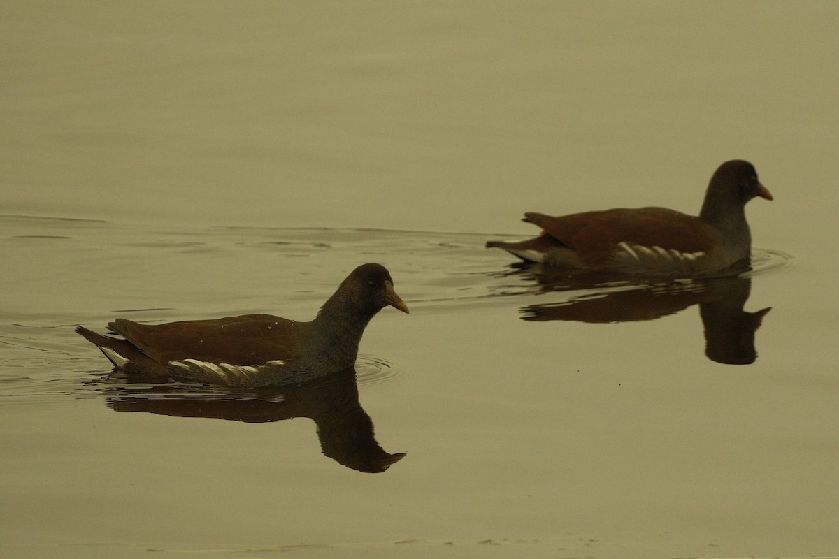 Gallinule d'Amérique - ML646159791