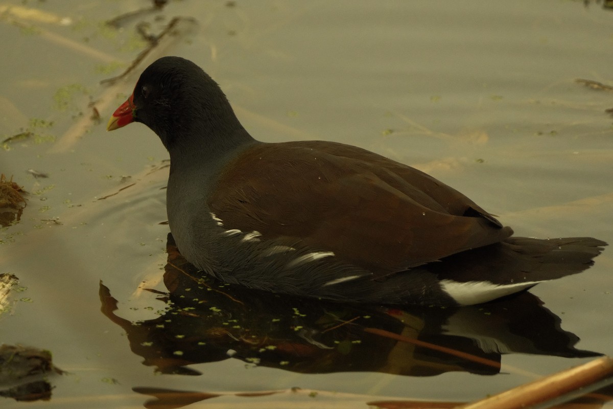 Gallinule d'Amérique - ML646159792