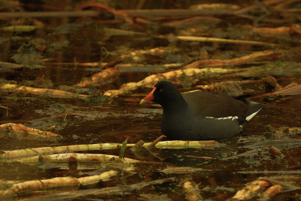 Gallinule d'Amérique - ML646159793