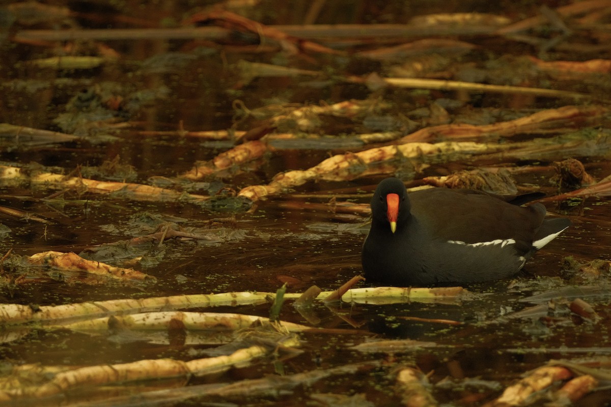 Gallinule d'Amérique - ML646159794