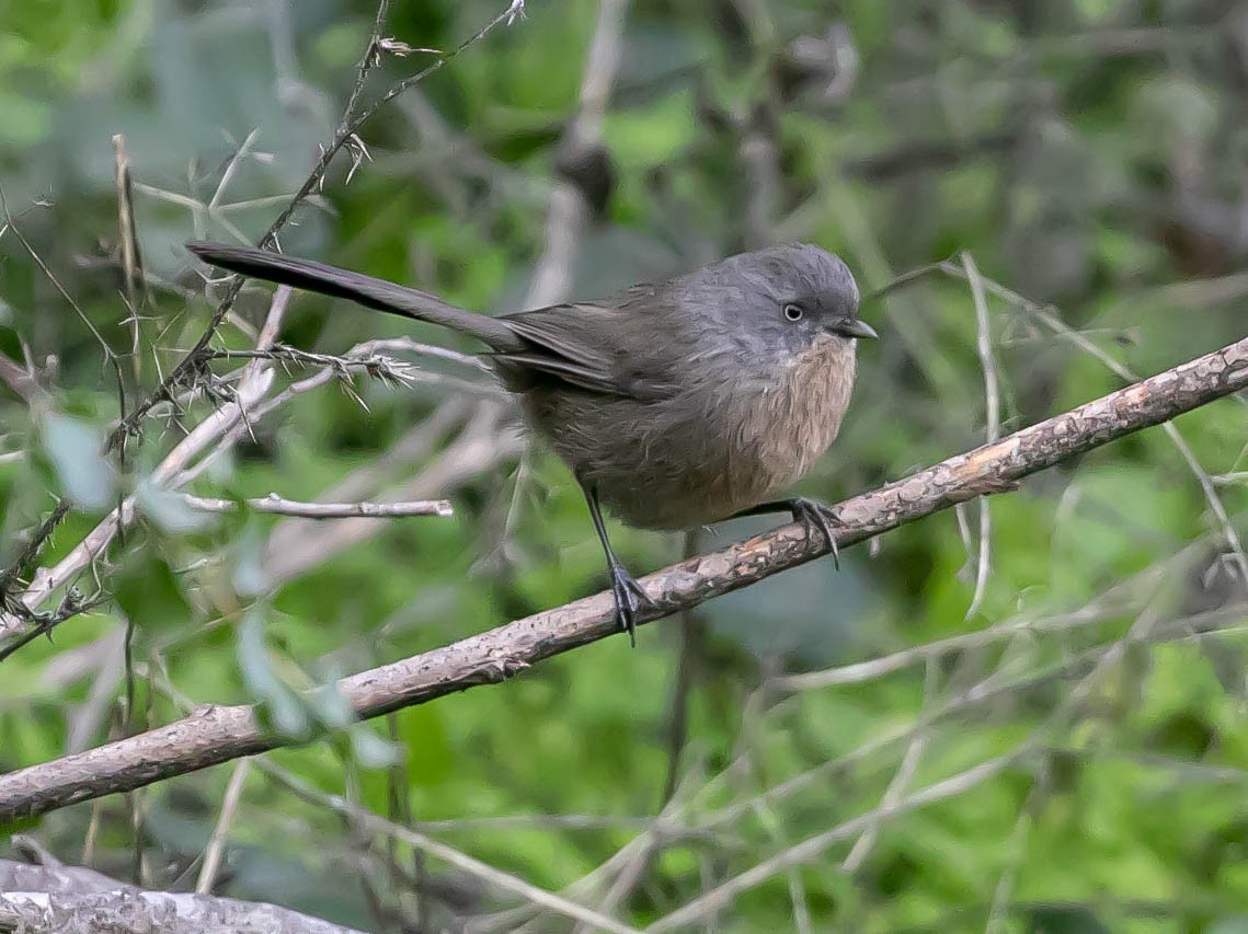 Cama brune - ML646159795