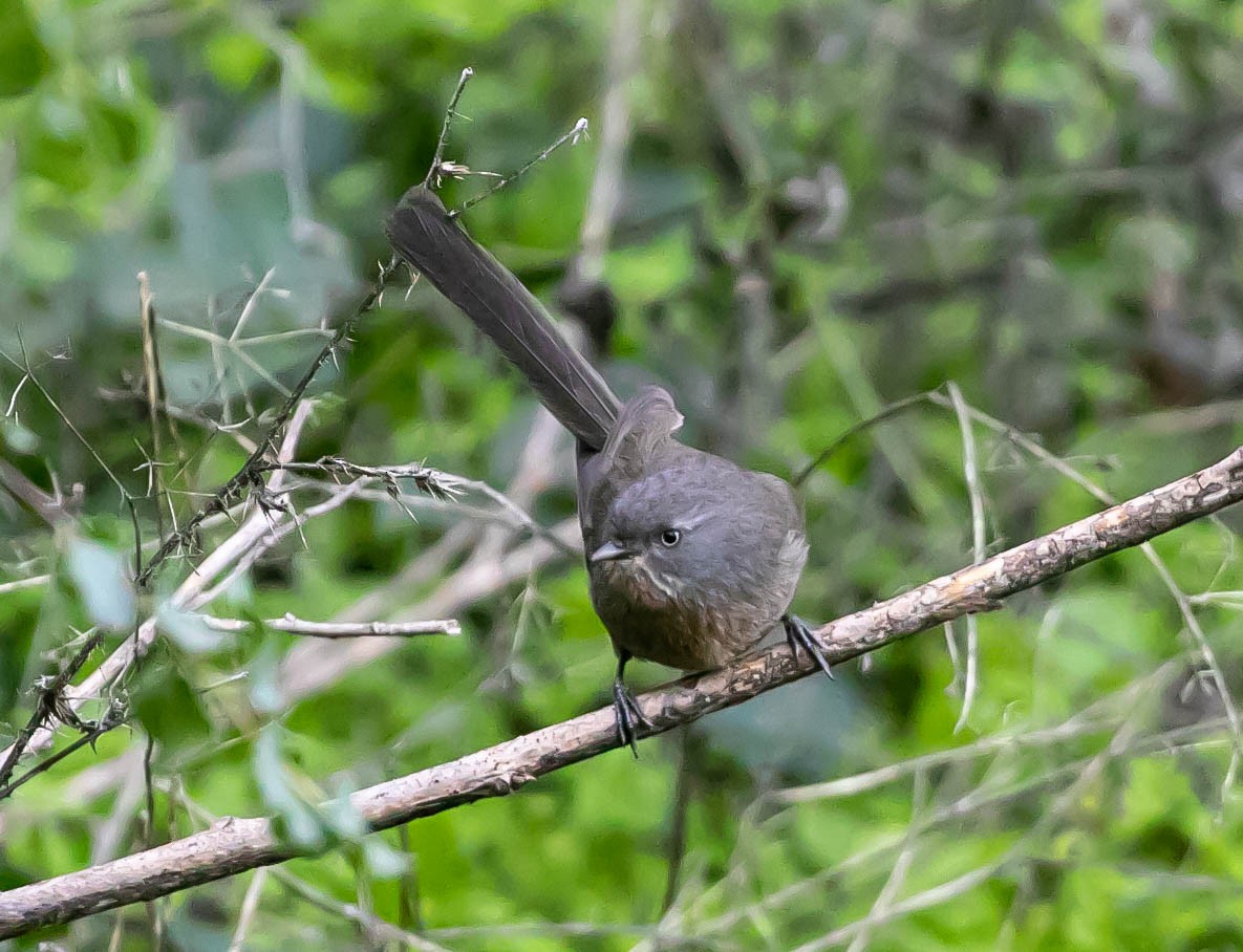 Cama brune - ML646159796