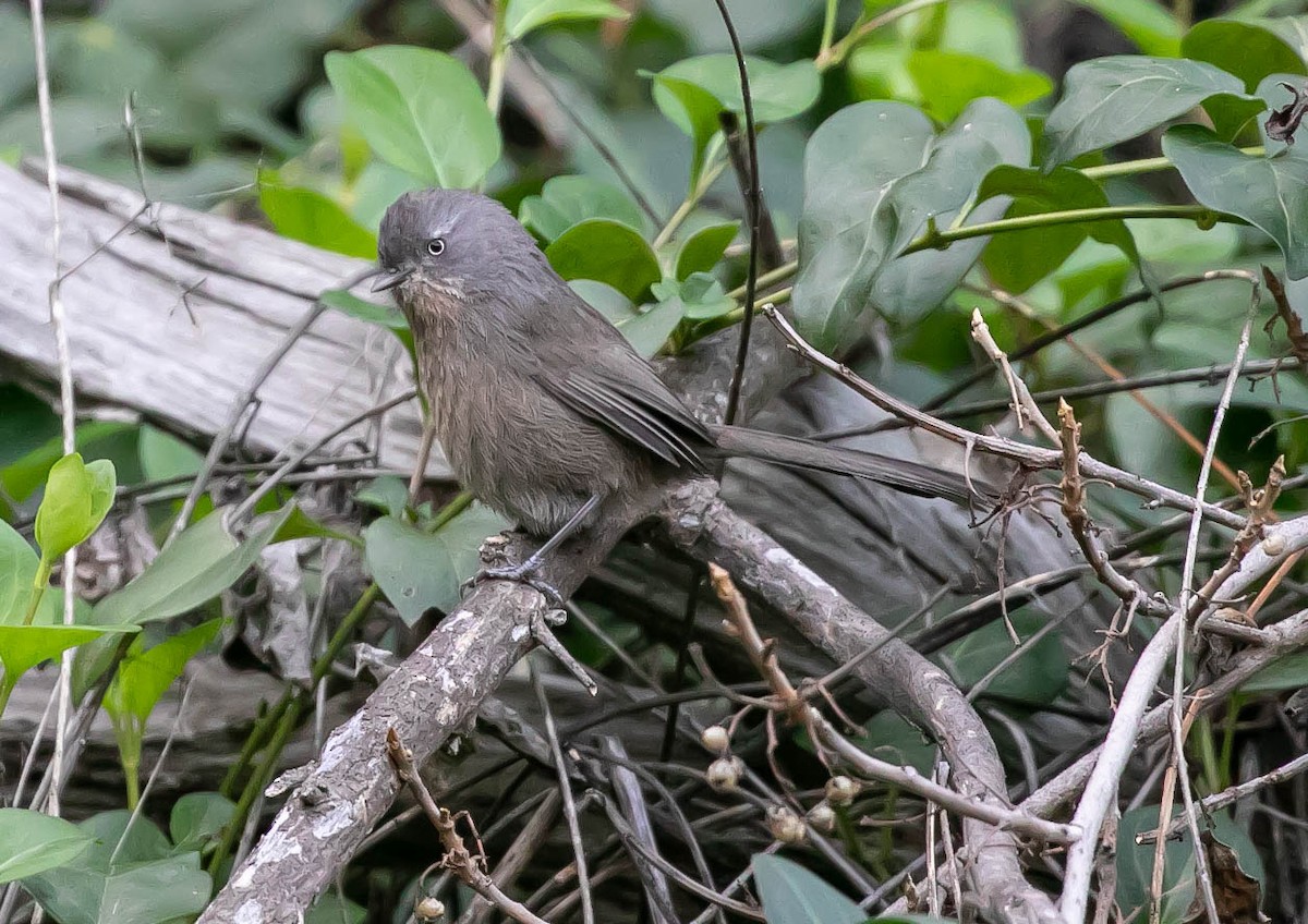 Cama brune - ML646159797