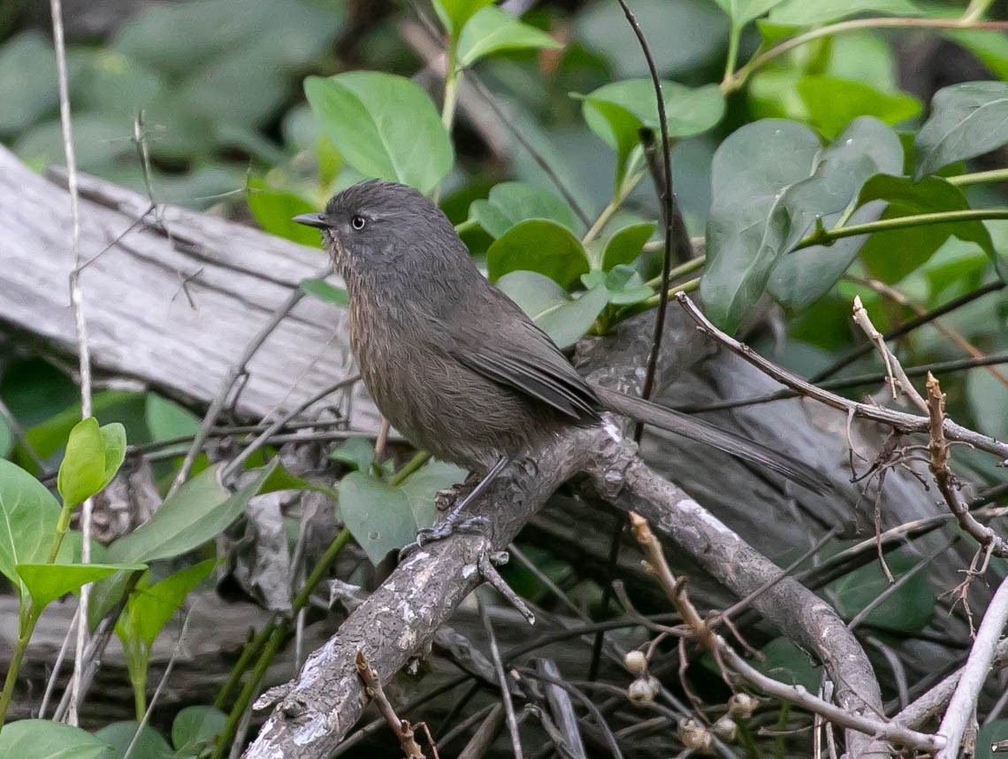 Cama brune - ML646159798