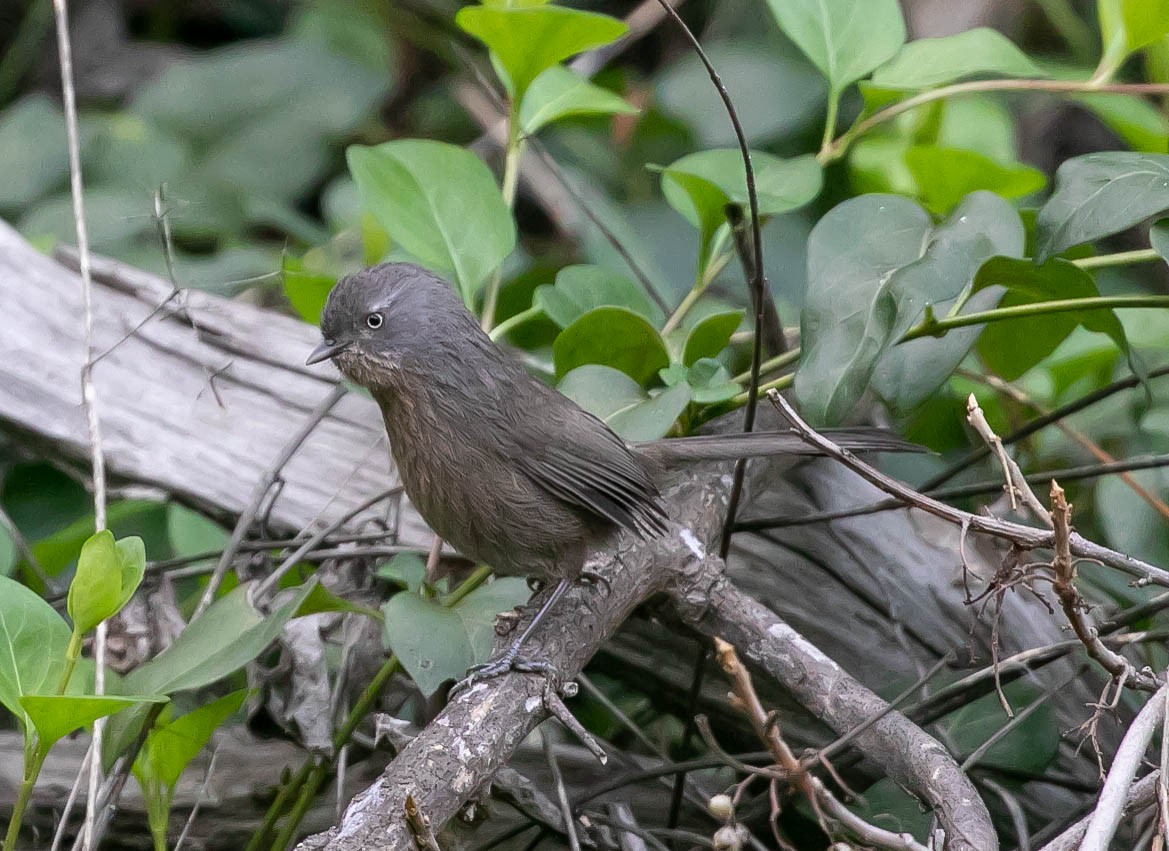 Cama brune - ML646159799