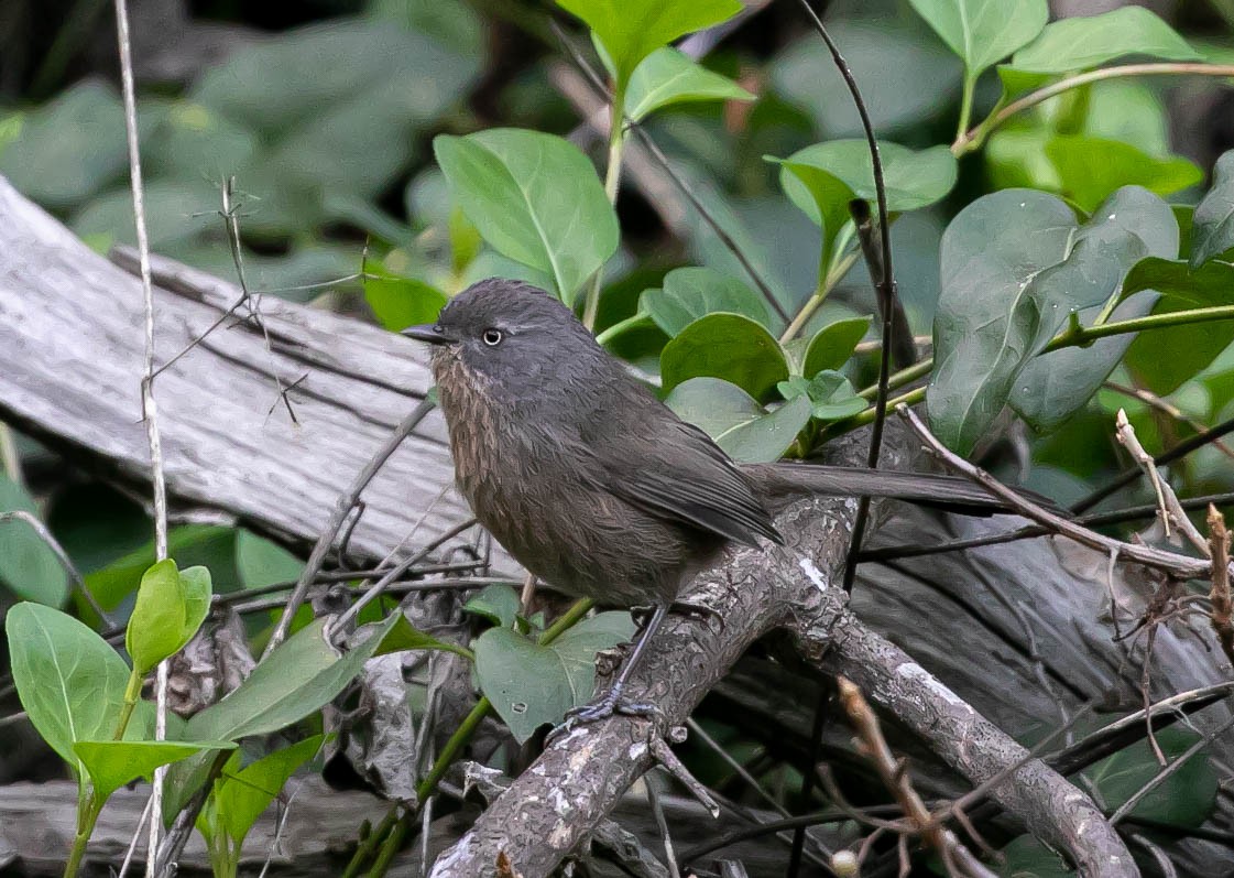 Cama brune - ML646159800