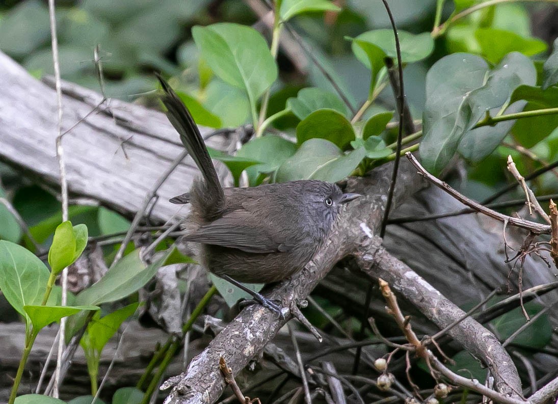 Cama brune - ML646159801