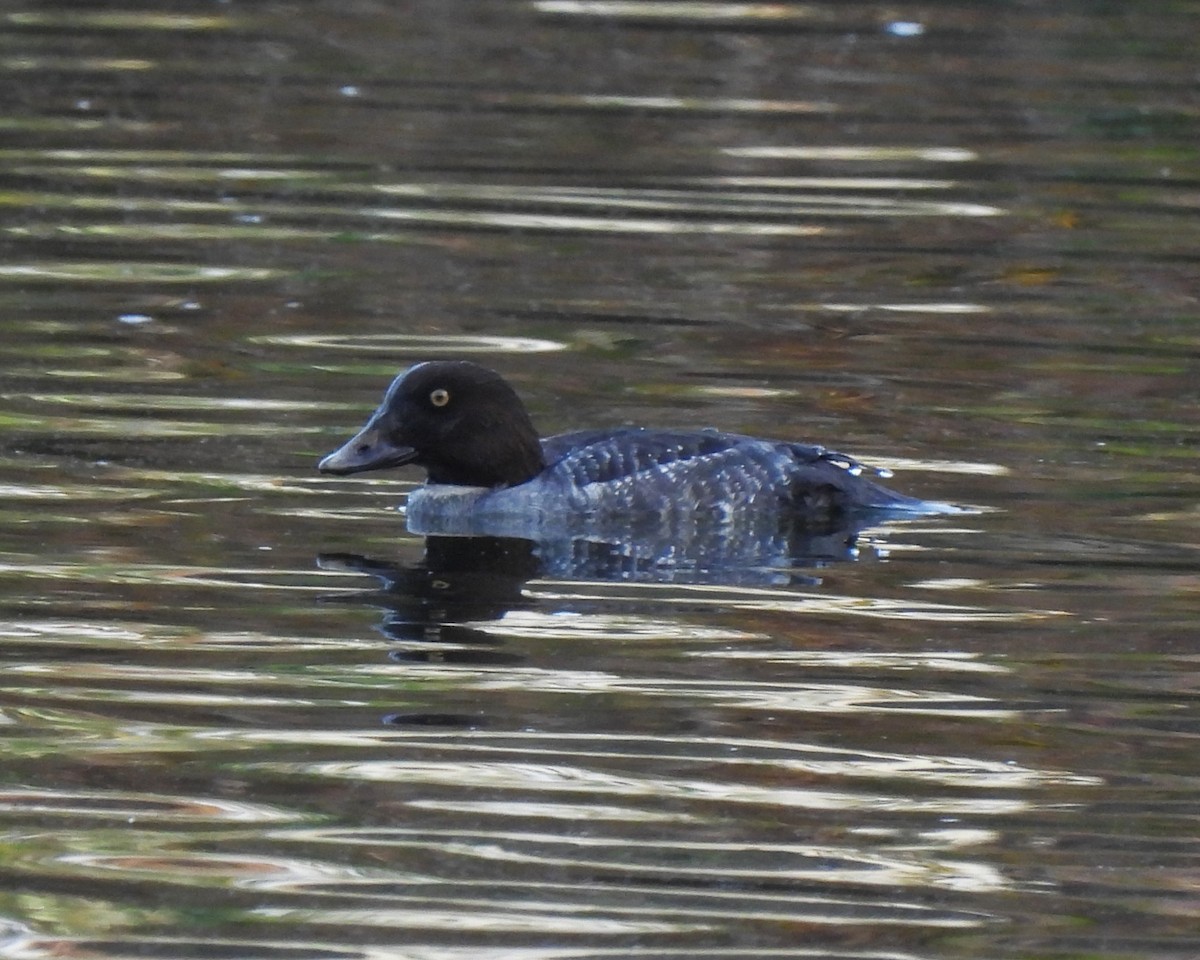 Quattrocchi - ML646159802