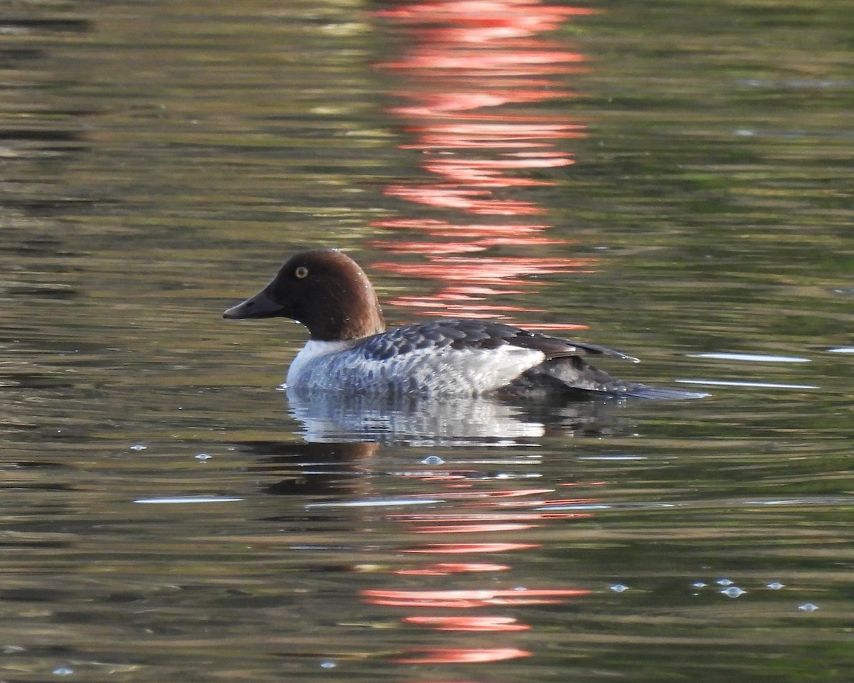 Quattrocchi - ML646159803