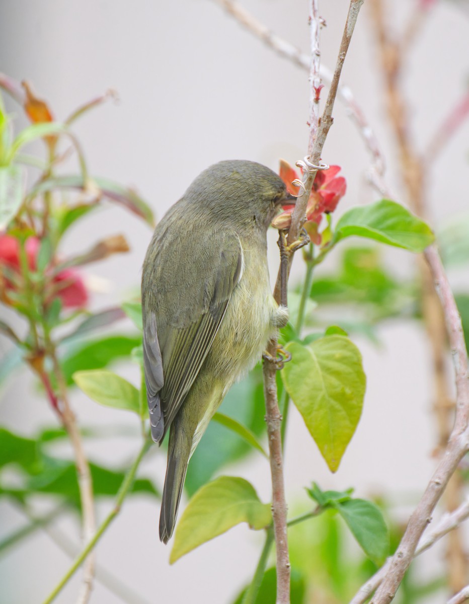 Paruline verdâtre - ML646159804