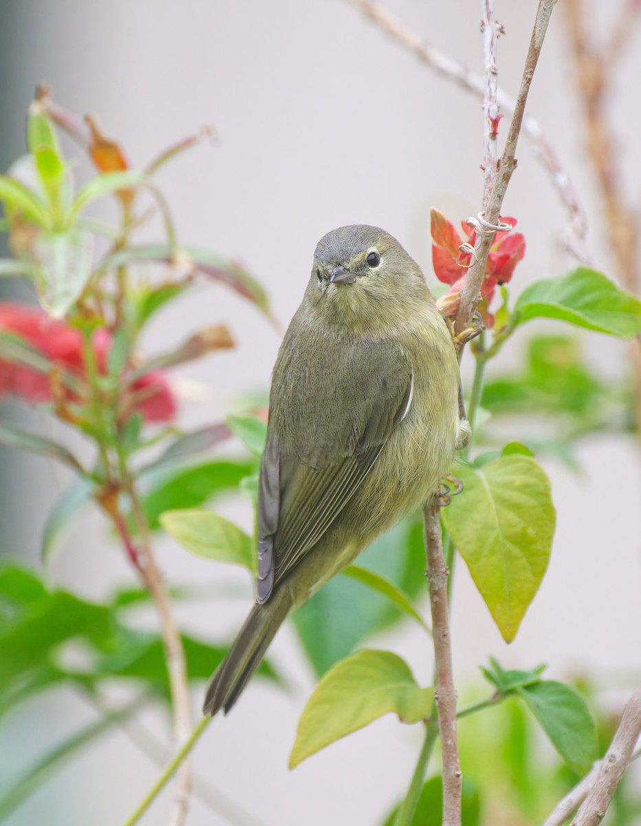 Paruline verdâtre - ML646159805