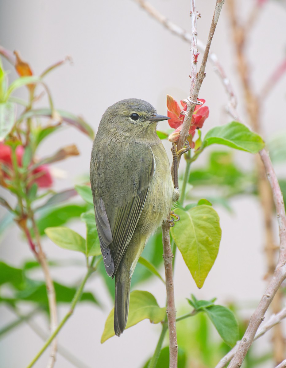 Paruline verdâtre - ML646159806