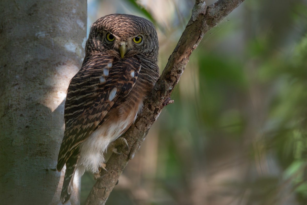 Chevêchette cuculoïde - ML646159807