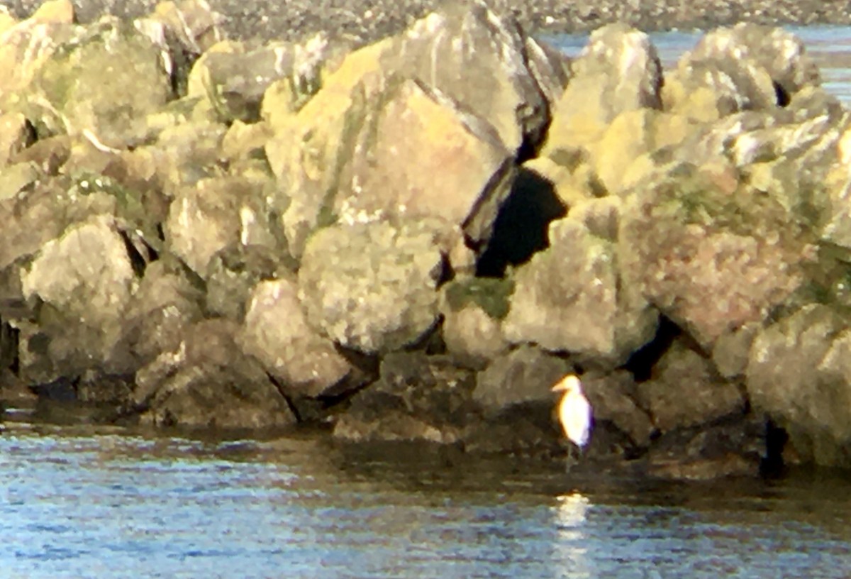 Great Egret - ML646159808