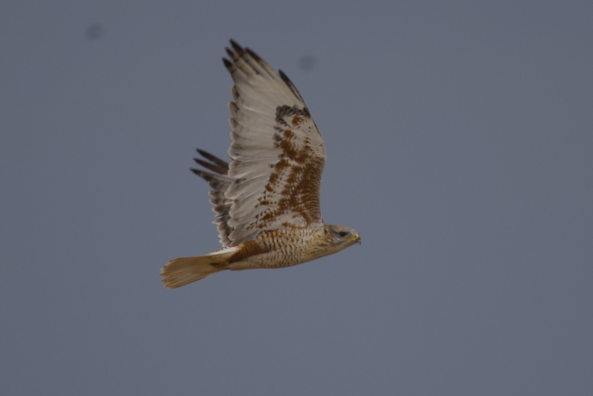 Buse rouilleuse - ML646159809