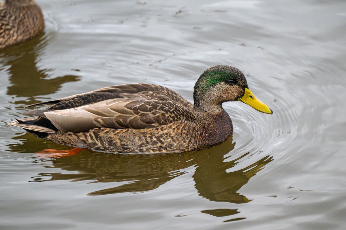 Hybride Canard colvert x C. noir - ML646159814