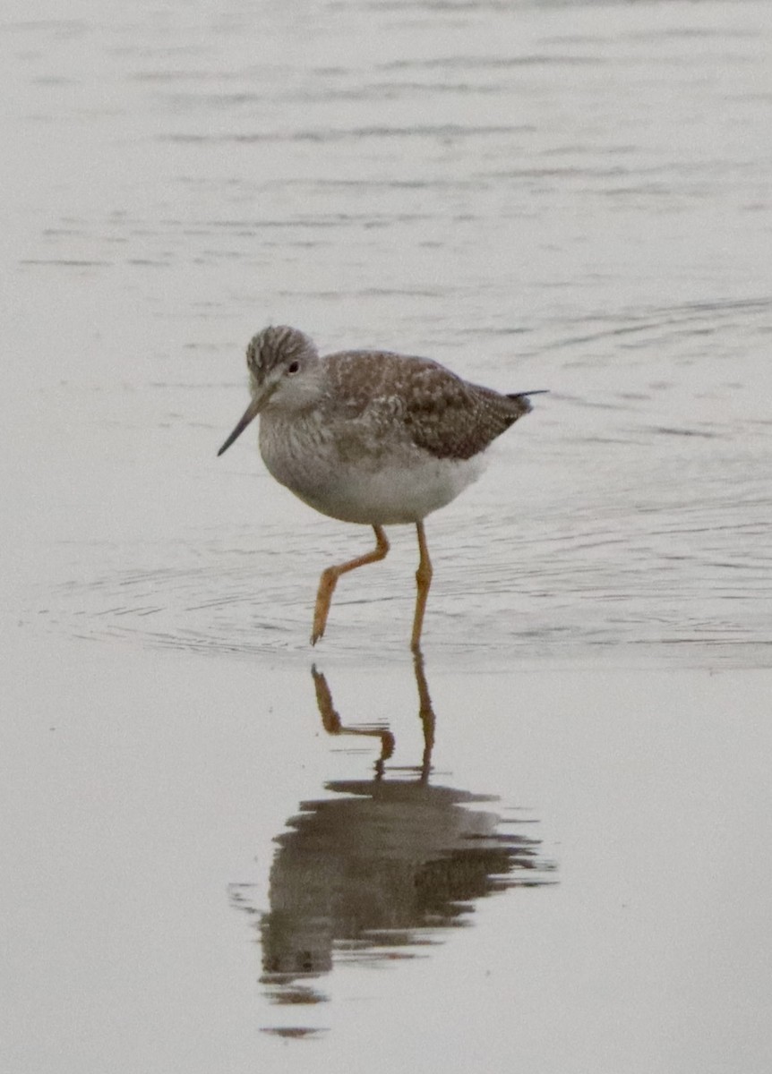 Grand Chevalier - ML646159815