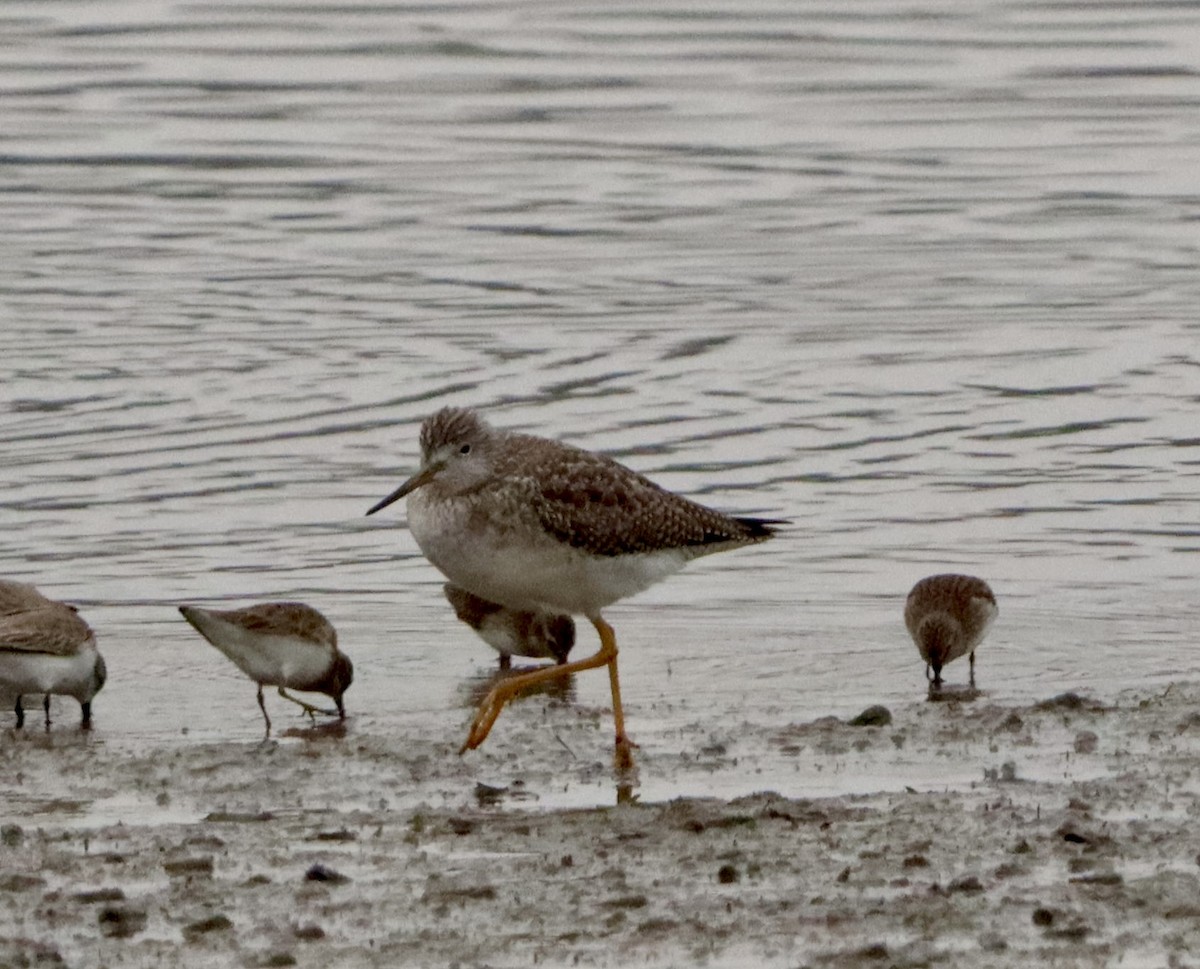 Grand Chevalier - ML646159816