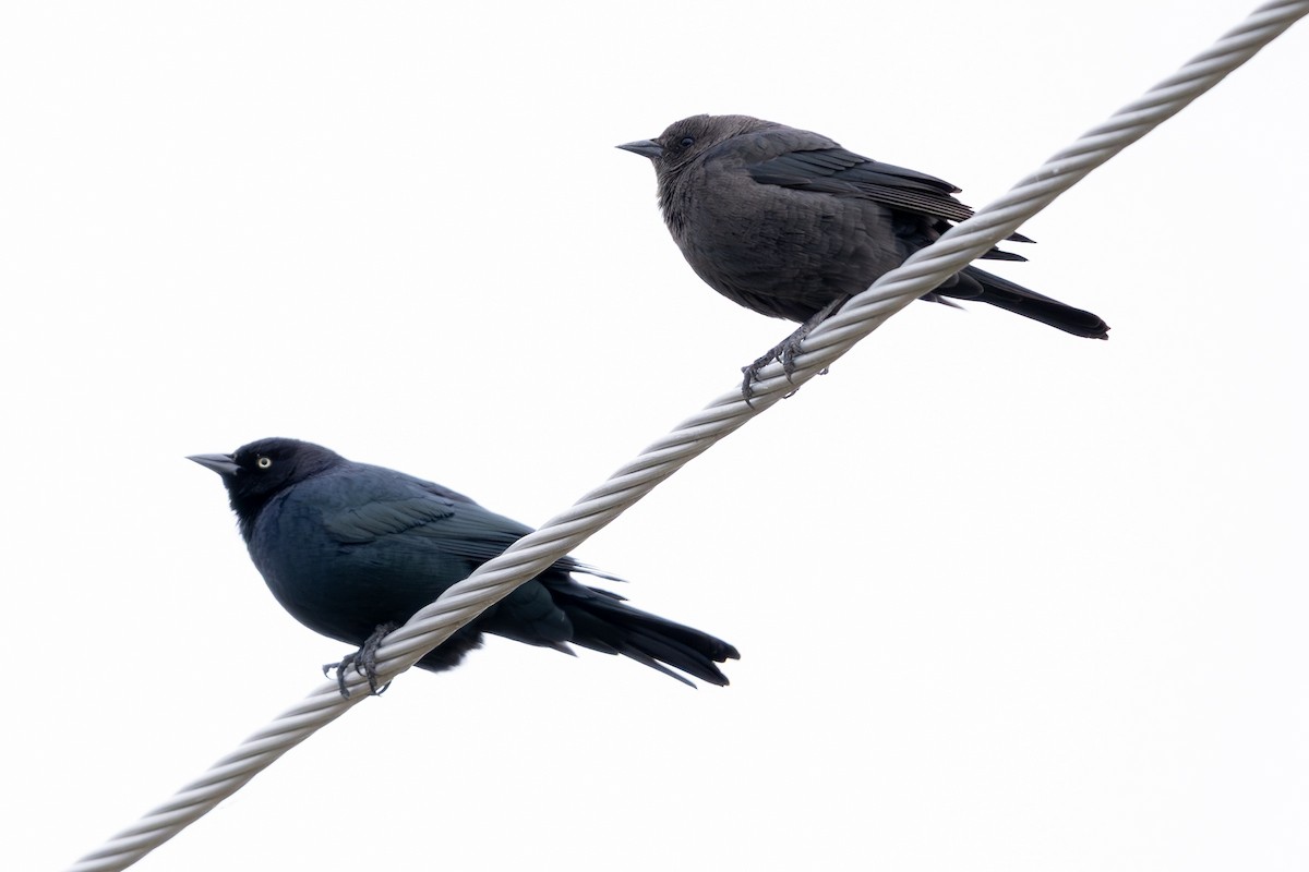 Quiscale de Brewer - ML646159818